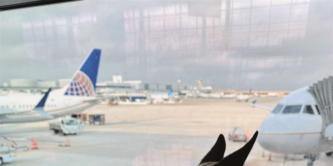 Canine co-worker: service dog sparks important industry conversations ...