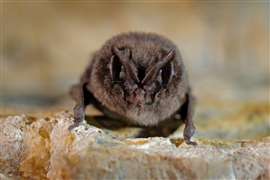 A Western barbastelle bat