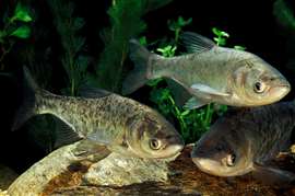 A trio of silver carp. (Image: Adobe Stock)