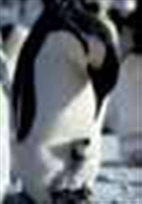 Some of the Antarctic residents. (Courtesy of British Antarctic Survey)